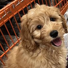 Lilly - Australian Cobberdog puppy from Labe's Australian Cobberdogs