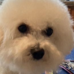 Bichon Frises from Whitecreek