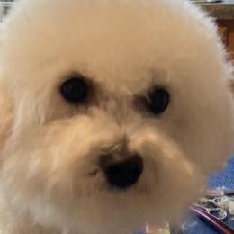 Bichon Frises from Whitecreek