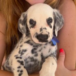 Sapphire - White and black male Dalmatian puppy in Bremen, Georgia from Clark’s Dalmatians
