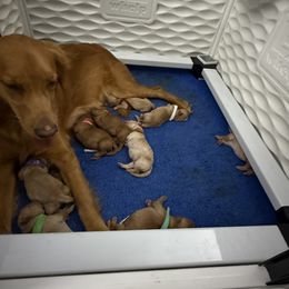 Pink Collar - Golden female Golden Retriever puppy in Chesapeake, Virginia from AmberLight Goldens