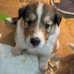 Gingerbread - Sable and white female Collie puppy in Richmond, Kentucky from Puppy Dog City