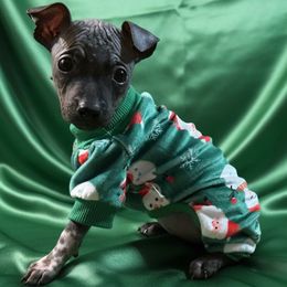 Seven - White and black female American Hairless Terrier puppy in Atlanta, Georgia from Royal Flush Kennels