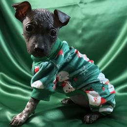Seven - White and black female American Hairless Terrier puppy in Atlanta, Georgia from Royal Flush Kennels