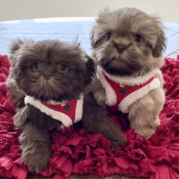 Shih Tzu Puppies from Arizona Sunrise Shih Tzus