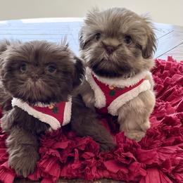 Shih Tzu Puppies from Arizona Sunrise Shih Tzus