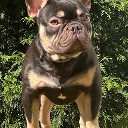 Choco - French Bulldog