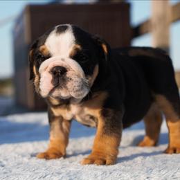 Phil - Black tri-color male Bulldog puppy in Warsaw, New York from Hillview Kennels