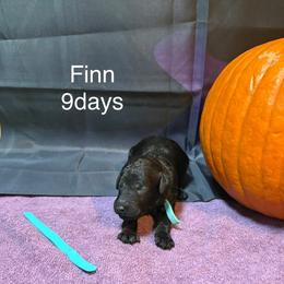 Finn - Black male Poodle puppy in Grand Rapids, Michigan from Lionkru Lowchen and Standard Poodles