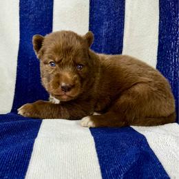 Sequoia - Brown and white female Siberian Husky puppy in Columbus, Nebraska from Happy Howlin' Smokey Mountain Huskies