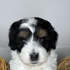 Oaken - male Australian Mountain Doodle puppy in Jerome, Idaho from Tolman Acres