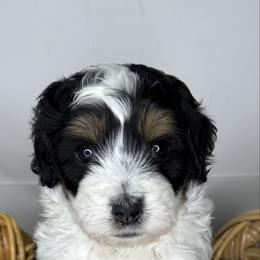 Oaken - male Australian Mountain Doodle puppy in Jerome, Idaho from Tolman Acres