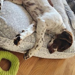 Hazel - Brittany