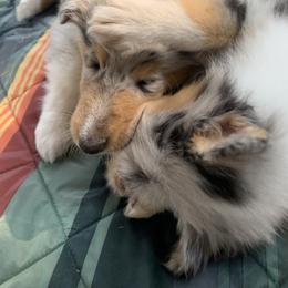 Collie Puppies from Meissa Collies