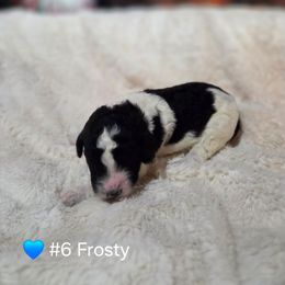 Frosty - Parti male Poodle puppy in Osage Beach, Missouri from Pups Are Us