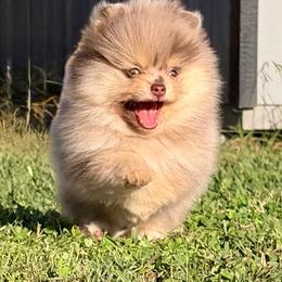 Alvin - Chocolate merle male Pomeranian puppy in Scottsburg, Virginia from Summer Set Poms