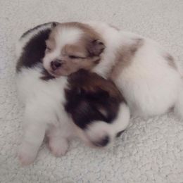 Pomeranian Puppies from Jaime's Pomeranians