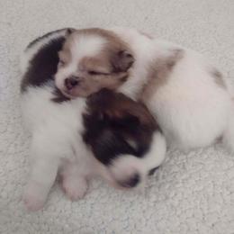 Pomeranian Puppies from Jaime's Pomeranians