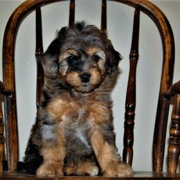 Aussiedoodle Puppies from Steindoodles