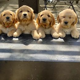 Girl 1 - Dark golden female Golden Retriever puppy in Sacramento, California from GLAD's Goldens