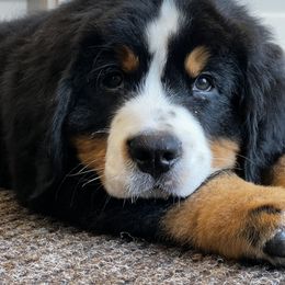 Bernese Mountain Dog and Pembroke Welsh Corgi Puppies from Highland Meadows