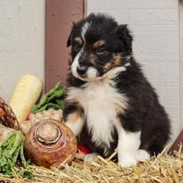 Border Collie Puppies from Gulan Farm Border Collies