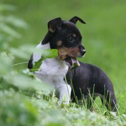 Bud - Black white and tan male Rat Terrier puppy in Fairport, New York from Walnut Acre Decker Terrier and ODT