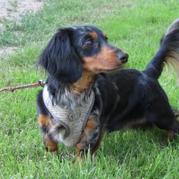 Gumpy - Dachshund