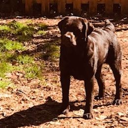 Labrador Retrievers from Sourwood Labradors