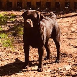 Labrador Retrievers from Sourwood Labradors