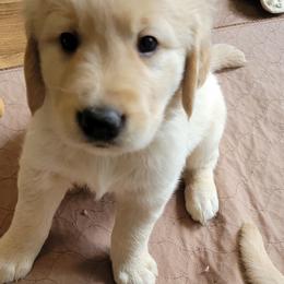 Golden Retriever Puppies from Honey Goldens
