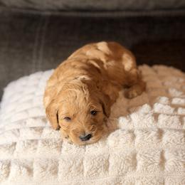 Peaches - Apricot female Goldendoodle puppy in Richmond, Virginia from Diverse Nurturing Affectionate Doodle Kennel
