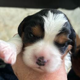 Orange Puppy - Tri-color male Cavalier King Charles Spaniel puppy in University Place, Washington from Crosby's Cavaliers