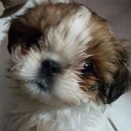 Shih Tzu Puppies from Kuntry Tyme Shih Tzus