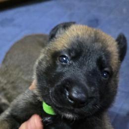 Lime Green pup - Mahogany female Belgian Malinois puppy in China Spring, Virginia from Childress Creek Kennels
