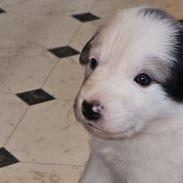 Girl 2 - Blue Border Collie puppy in Chino Valley, Arizona from Dog Pond Border Collies