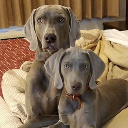Weimaraners from SilverHoney Weims