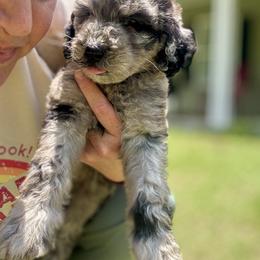 Aussiedoodle and Goldendoodle Puppies from Dream Hollow Farm