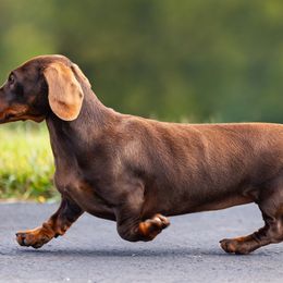 Lisa - Dachshund