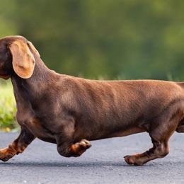 Lisa - Dachshund