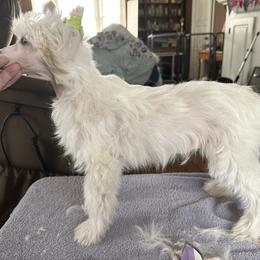 Sapphire - Pink and slate male Chinese Crested puppy in New Windsor, Maryland from Ambush Kennel