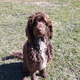 Bo bo - Labradoodle