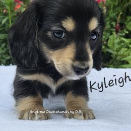 Kyleigh - Black and cream female Dachshund puppy in Ben Wheeler, Texas from Anytime Dachshunds by D.B.
