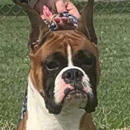 Steele - Boxer