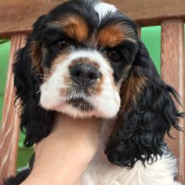 Faith - Cocker Spaniel