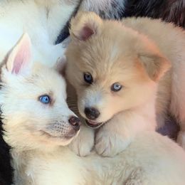 Pomeranian and Pomsky All Grown Up from Alpha Poms & Pomskies