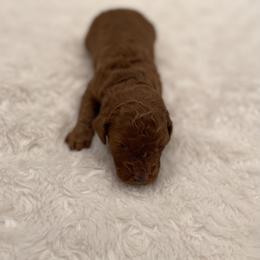 Buddy - Red  male Goldendoodle puppy in Kansas City, Kansas from Bella & Ivy’s Mini Goldendoodles of KC