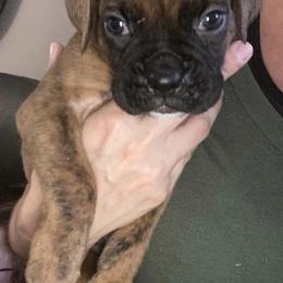 Boxers from Seal Boxers