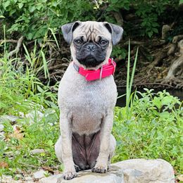 Lumi - Pug