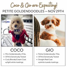 Goldendoodle puppies from Smith Family Doodles